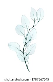 
watercolor drawing  twig and eucalyptus leaves transparent  x  ray  gentle drawing in pastel colors eucalyptus leaves isolated white background  design element for wedding  postcard  poster  