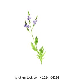 Watercolor Drawing Verbena, Verbena Officinalis, Hand Drawn Illustration Of Medicinal Plant