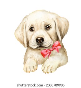 Watercolor drawing with a white labrador puppy, puppy, dog, pet, fluffy puppy, puppy with a bow