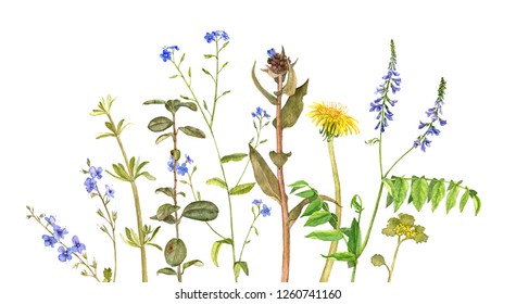 watercolor drawing wild flowers and plants, painted botanical illustration, hand drawn natural background - Shutterstock ID 1260741160