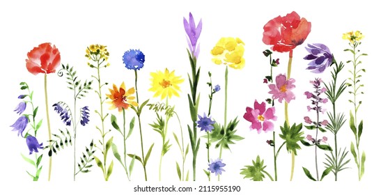 Watercolor Drawing Wild Flowers White Background Stock Illustration ...