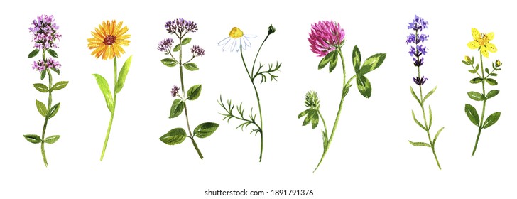 395 Marjoram watercolor Images, Stock Photos & Vectors | Shutterstock