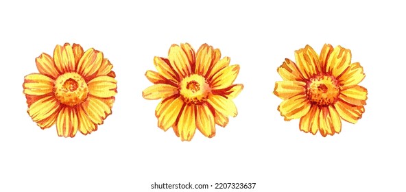 watercolor drawing yellow flowers isolated at white background   hand drawn botanical illustration