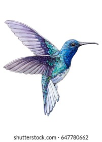 Watercolor Drawn Hummingbird On White Background (isolated)