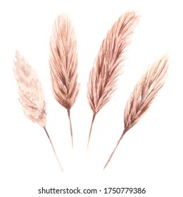 Watercolor Dried Pampas Grass In Boho Style. High Quality Photo