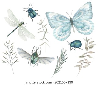 Watercolor Dry Herbs, Butterfly, Dragonfly And Bugs. Isolated Clip Art On White Background