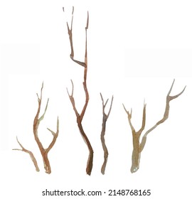 Watercolor Dry Tree Branch Isolated On White Background. Broken Branches