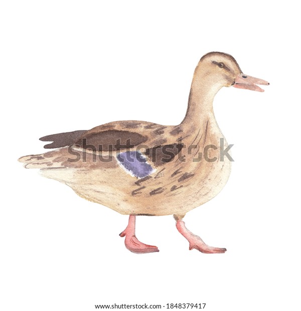 Watercolor Duck Illustration Hand Drawn Realistic Stock Illustration 1848379417