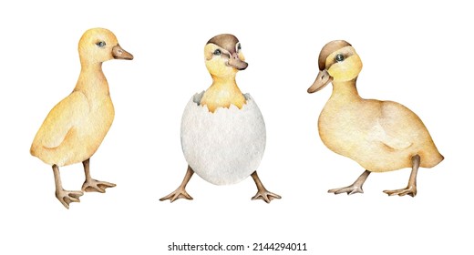 1,309 Set Duck Watercolor Images, Stock Photos & Vectors | Shutterstock