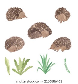 Watercolor Echidna, An Australian Animal. Illustration For Kids