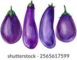 watercolor eggplant set illustration. Purple vegetables, healthy food art, organic aubergine clipart botanical design