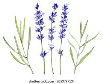 76,365 Lavender flower isolated Images, Stock Photos & Vectors ...