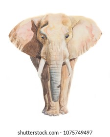 57,035 Caras de elefante Images, Stock Photos & Vectors | Shutterstock