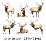 Watercolor elk animal. Illustration clipart isolated on white background.