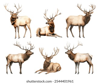 Watercolor elk animal. Illustration clipart isolated on white background.