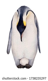 Watercolor Emperor Penguin With Egg. Hand Drawn Illustration Isolated On White Background.