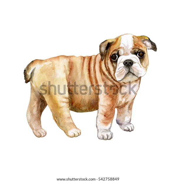 白い背景に水彩の英語のブルドッグの子犬 ブルドッグ犬の皮にしわが寄った犬の接写 かわいい子犬 手描きの甘いペット グリーティングカードのデザイン の イラスト素材