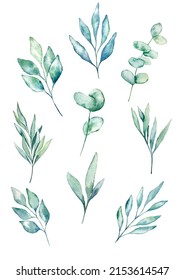 Watercolor Eucaliptus Leaves Botanical Isolated Illustrations Set