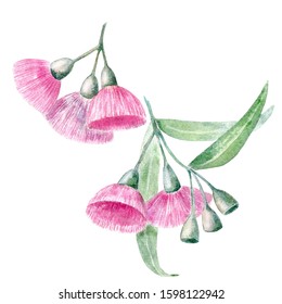 Watercolor Eucalypt Flowers And Gumnuts. Botanical Illustration Of Australian Evergreen. Hand Drawn Pink Fluffy Flower Isolated On White. Floral Element For Packaging, Label, Decoration Design.