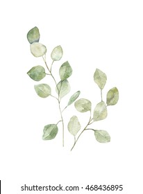 Watercolor Eucalyptus