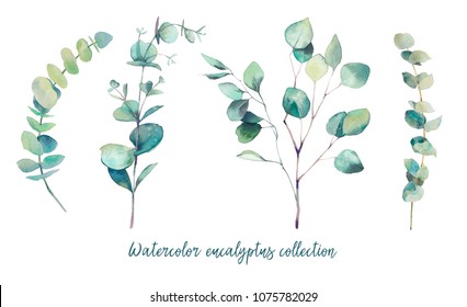 Watercolor eucalyptus branches with round leaves set. Hand painted floral clip art: objects isolated on white background. 