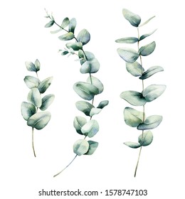 Watercolor eucalyptus branches with round leaves set. Hand painted  isolated on white background. Floral illustration for design, print, fabric or background