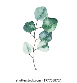 336 Silver Dollar Eucalyptus Watercolour Images, Stock Photos & Vectors ...