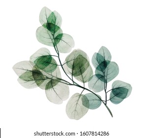  Watercolor Eucalyptus Leaf Branch. Floristic Design Elements For Floristics. Hand Drawn Illustration. Greeting Card. Floral Print. Plant Painted Background. For Postcards, Greetings, Cards, Logo.    