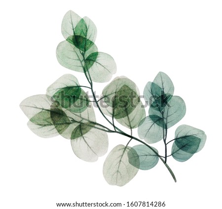  Watercolor eucalyptus leaf branch. Floristic design elements for floristics. Hand drawn illustration. Greeting card. Floral print. Plant painted background. For postcards, greetings, cards, logo.    