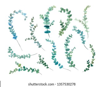 Watercolor Eucalyptus Minimalistic Drawing Hand Painted Stock 