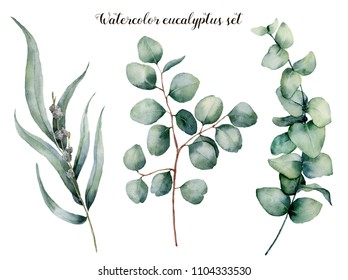 Watercolor eucalyptus realistic set. Hand painted baby, seeded and silver dollar eucalyptus branch isolated on white background. Floral illustration for design, print, fabric or background.