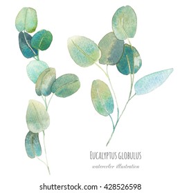 Watercolor Eucalyptus Round Leaves Hand Painted Stock Illustration ...