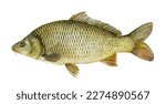 Watercolor Eurasian carp or European carp (Cyprinus carpio). Hand drawn fish illustration isolated on white background.