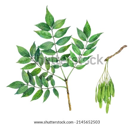 Watercolor European ash or common ash. Fraxinus excelsior isolated on white background. Hand drawn painting plant illustration.