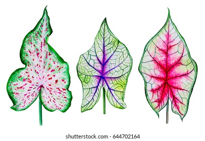 Watercolor Exotic Leaves. Clip Art. Isolated. Hand Drawn. Floral Elements