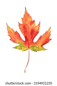 Watercolor Fall Leave Isolated On White Background. Hand Drawn Illustration.