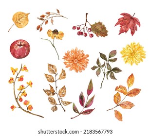 Watercolor Fall Plants Illustration. Hand-painted Leaves, Foliage, Flowers, Berries, Isolated On White Background. Botanical Painting.