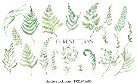 Watercolor Fern Clipart, Isolated Greenery clipart for wedding invitation, baby shower, birthday cards diy,  Nature clip art with forest greenery.