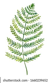 Watercolor Fern. Green forest plants branch. Forest herb Isolated on a White Background. Hand Drawn Illustration