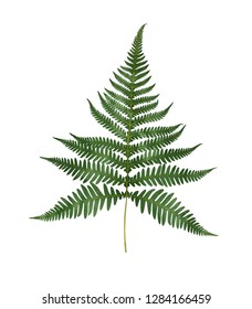"fern Tree" Images, Stock Photos & Vectors | Shutterstock