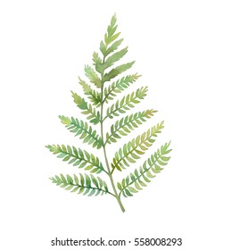 Watercolor fern leaf. Hand painted greenery branch isolated on white background. Plant silhouette 