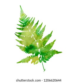 watercolor fern leaf silhouette, botanical illustration, floral element