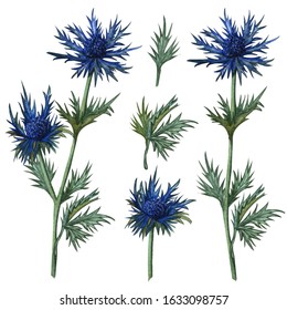 Watercolor feverweed, thistle, blue thorn set. Hand drawn 
 herbal clip artof leaves and thistle flower. Honey herb illustration.