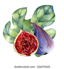 Watercolor Fig