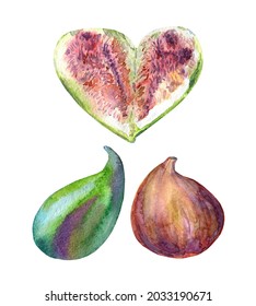 Watercolor figs illustration  Fig heart day  Green   purple figs  Hand drawing brush