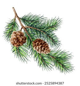 Watercolor fir branches with cones. Pine. Spruce. Decor element. - Powered by Shutterstock