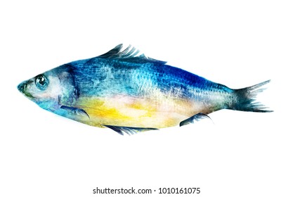 Watercolor fish on white