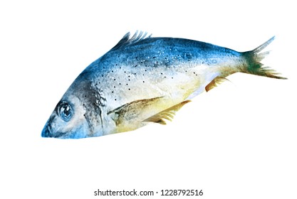 Watercolor fish on white