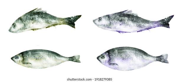Watercolor fishes on white background