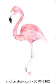 Watercolor Flamingo. Painted Image